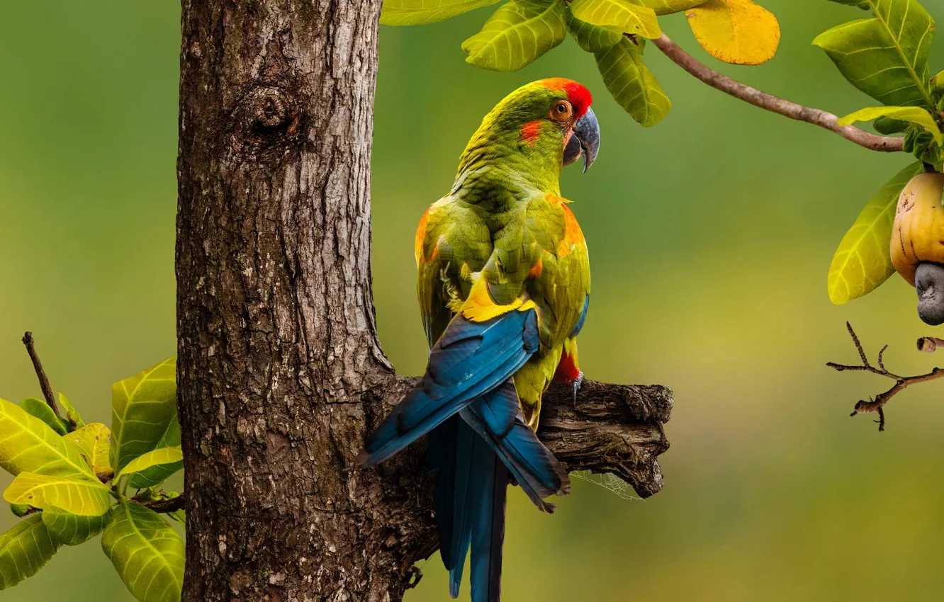 Photo wallpaper leaves, branches, nature, tree, bird, parrot, the fruit