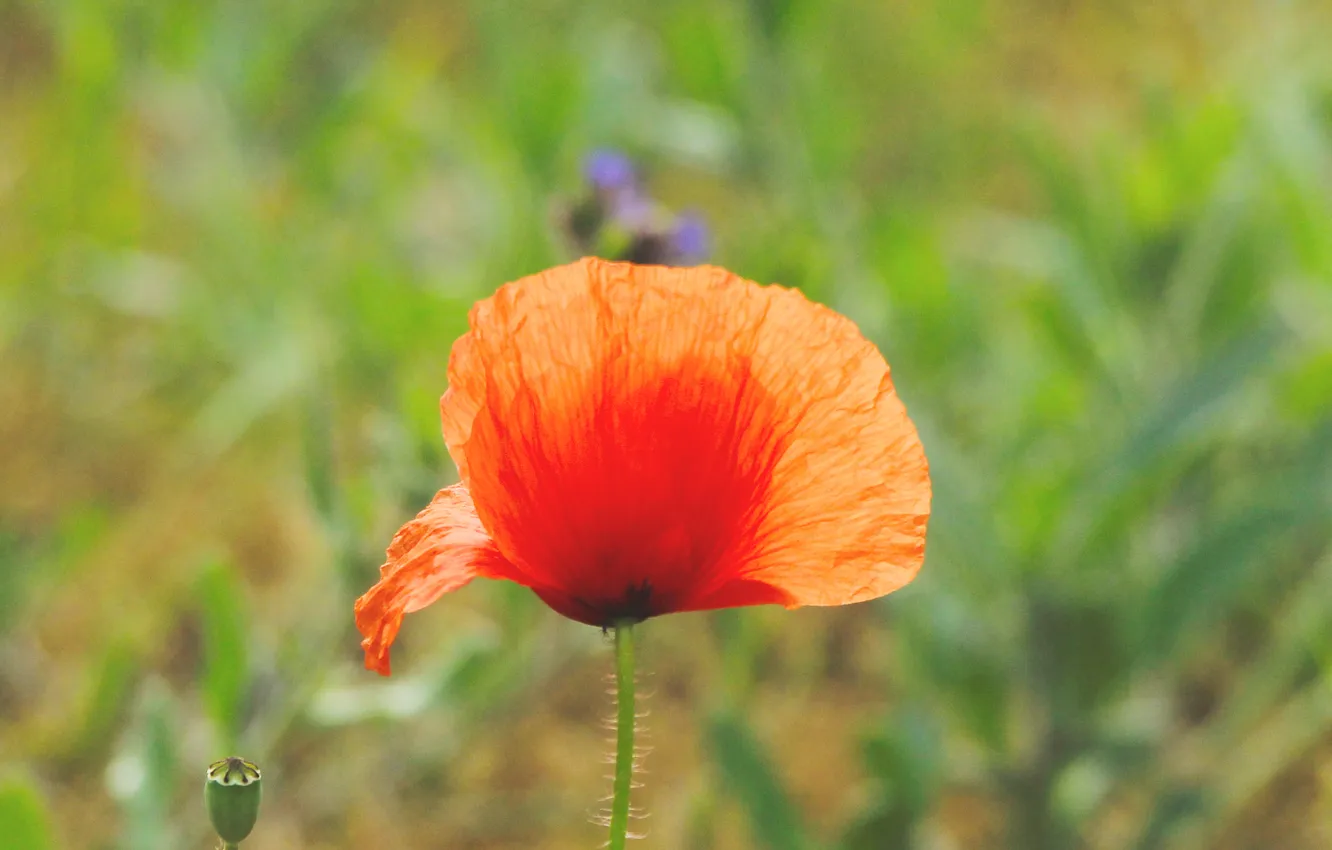 Photo wallpaper red, flower, poppy