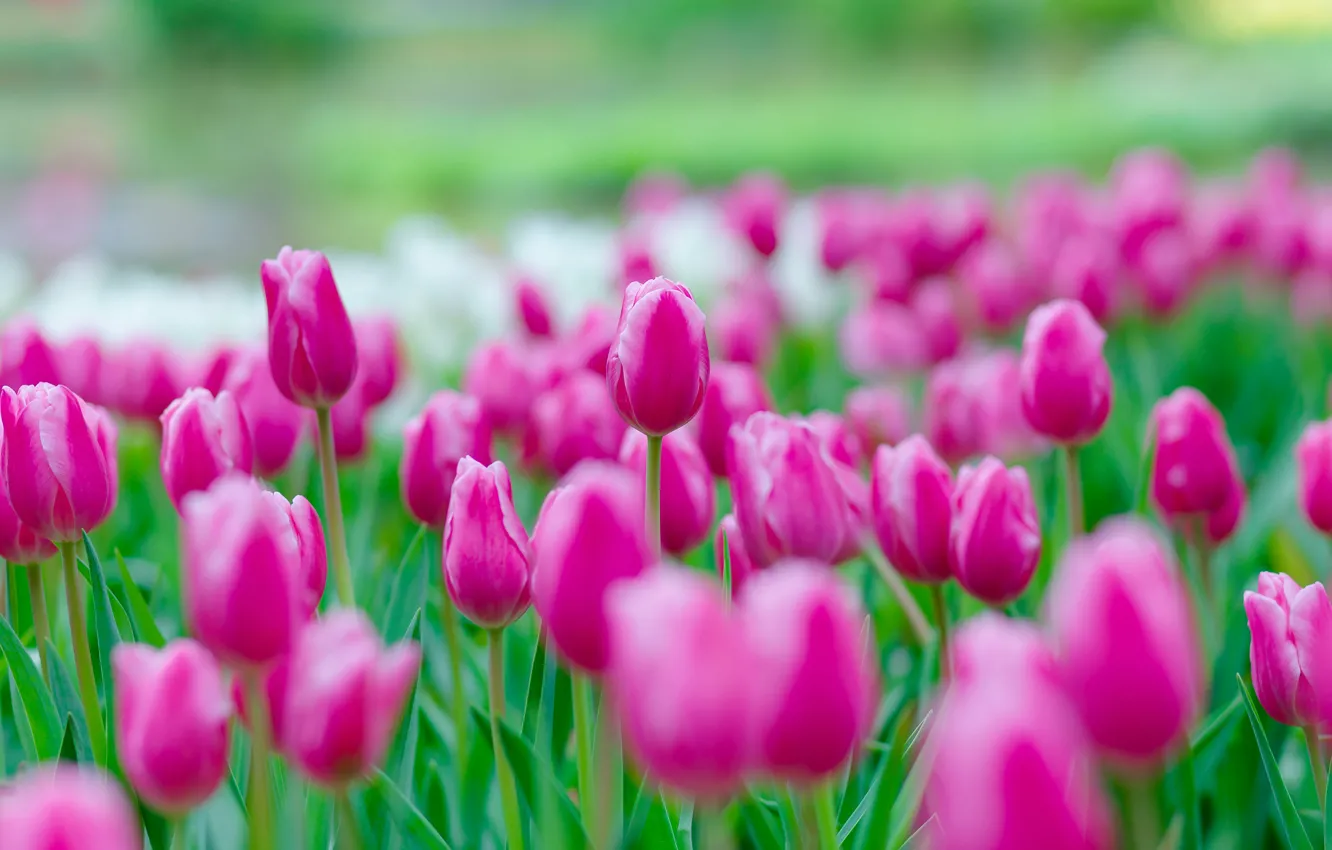 Photo wallpaper flowers, blur, spring, tulips, pink, buds, bokeh