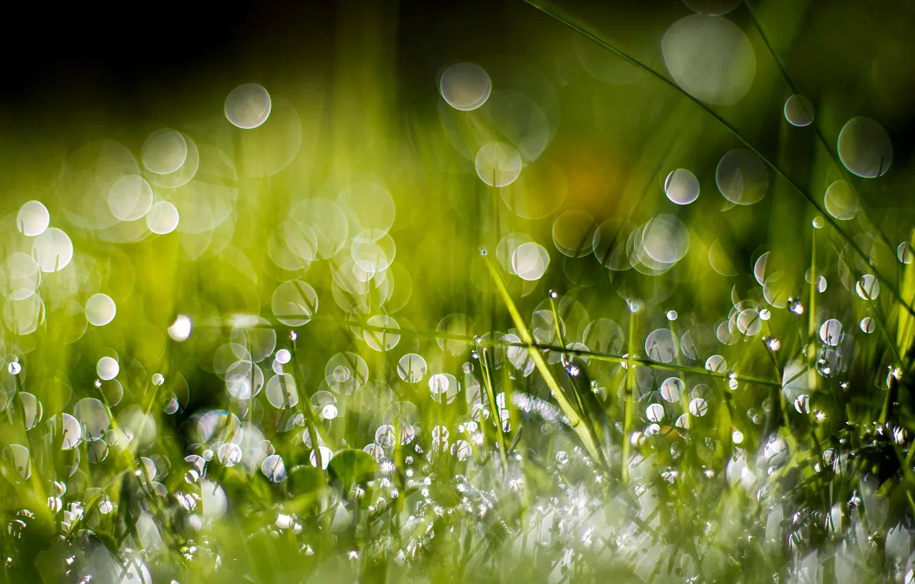 Photo wallpaper greens, grass, water, drops, macro, nature, Rosa, bokeh