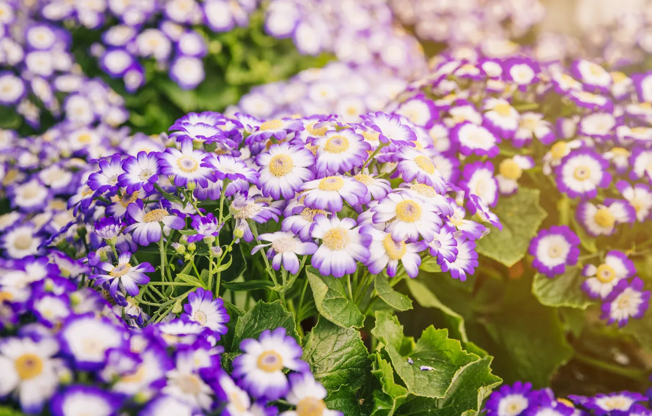 Photo wallpaper light, flowers, flowerbed, lilac, Cineraria