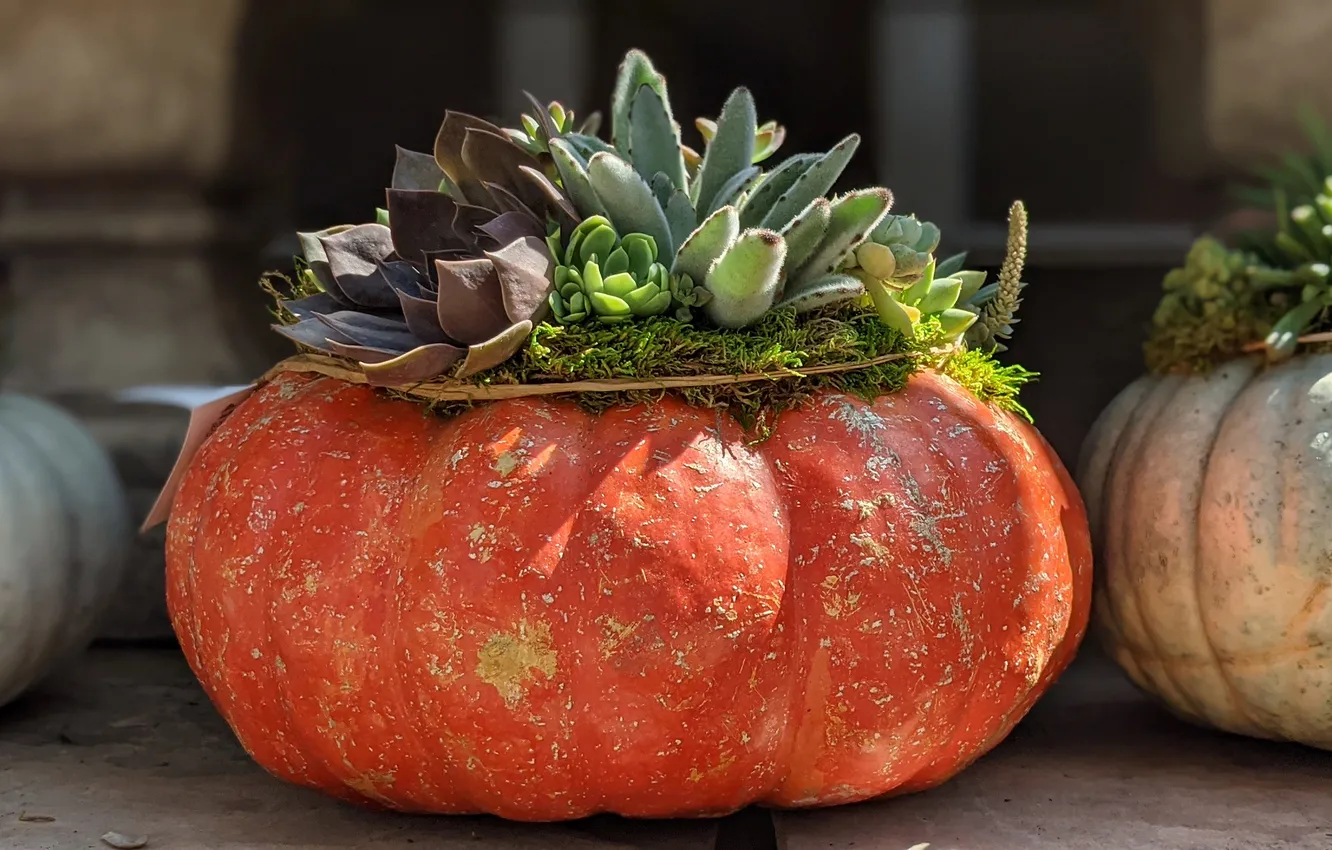Photo wallpaper autumn, pumpkin, composition, succulents