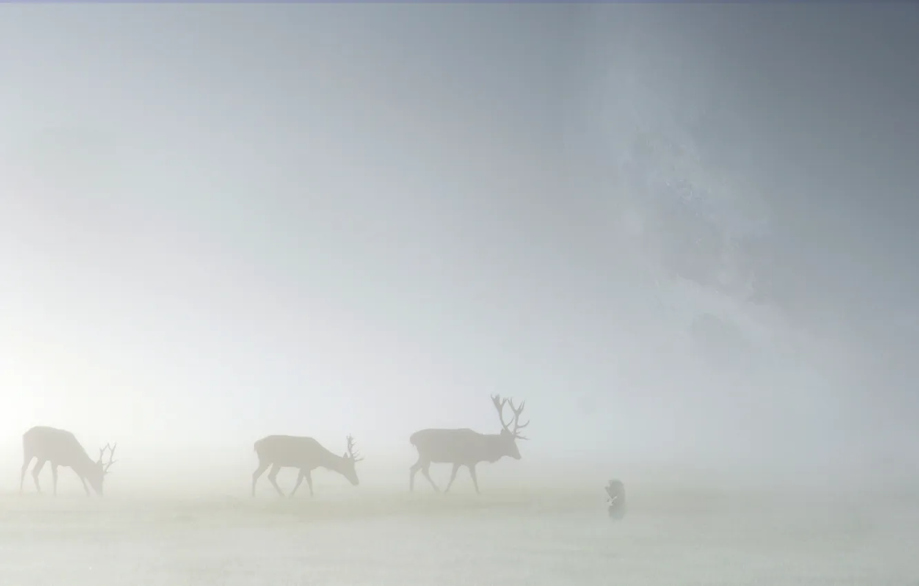 Photo wallpaper animals, grass, fog, landscapes, deer, moose, hedgehog in the fog