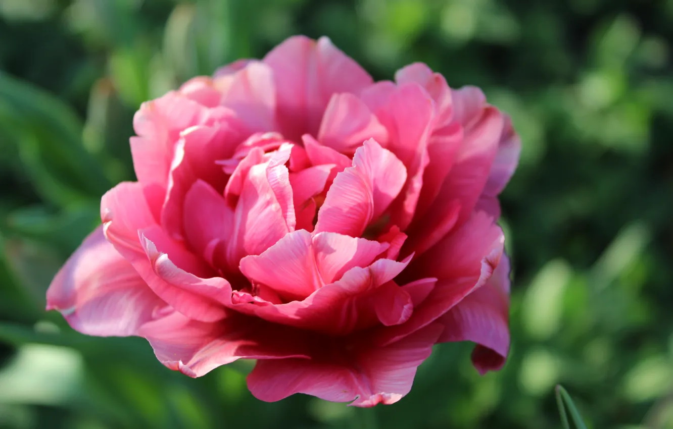 Photo wallpaper macro, flowers, nature, pink