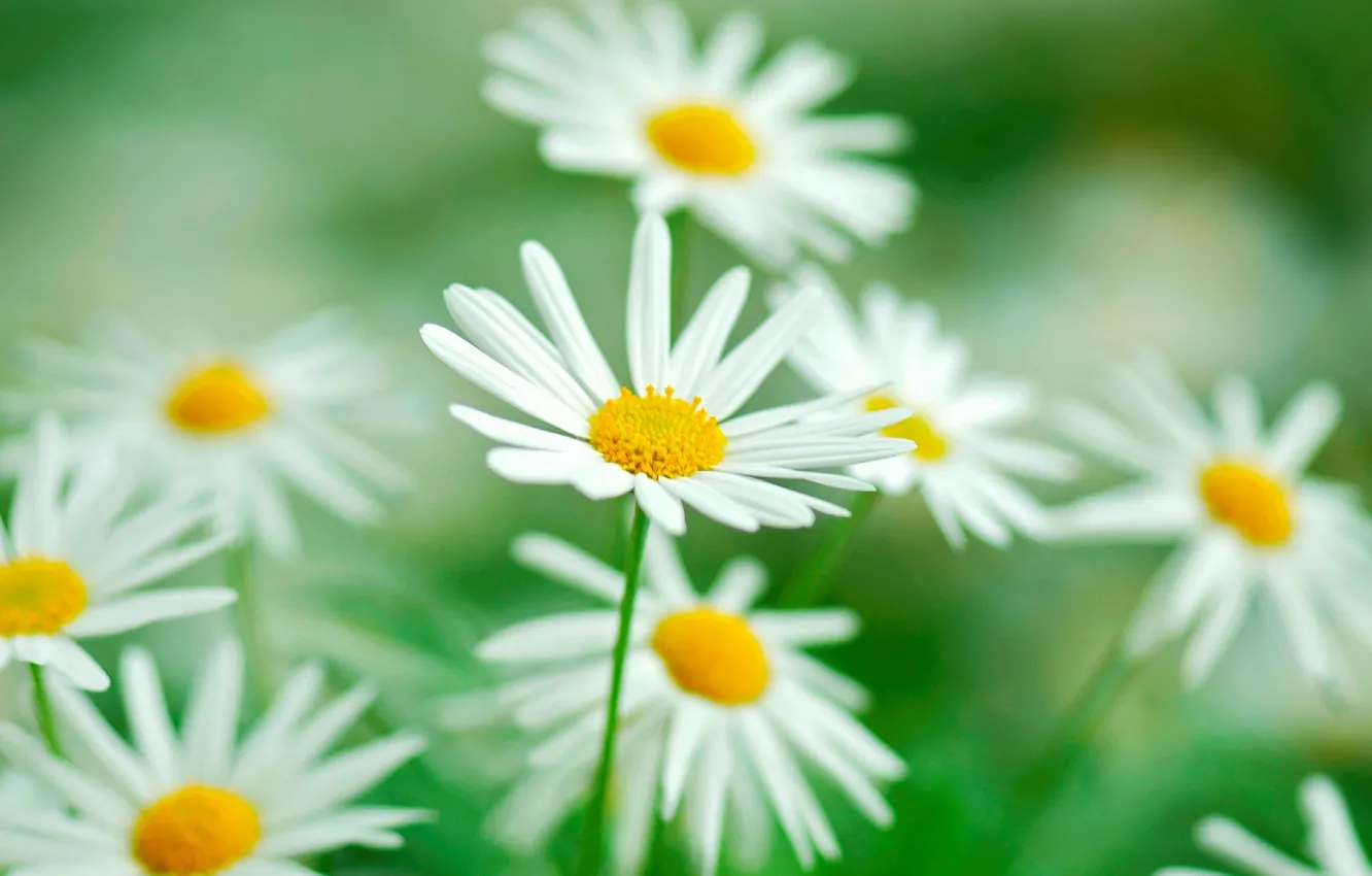 Photo wallpaper greens, flowers, background, widescreen, Wallpaper, vegetation, chamomile, blur