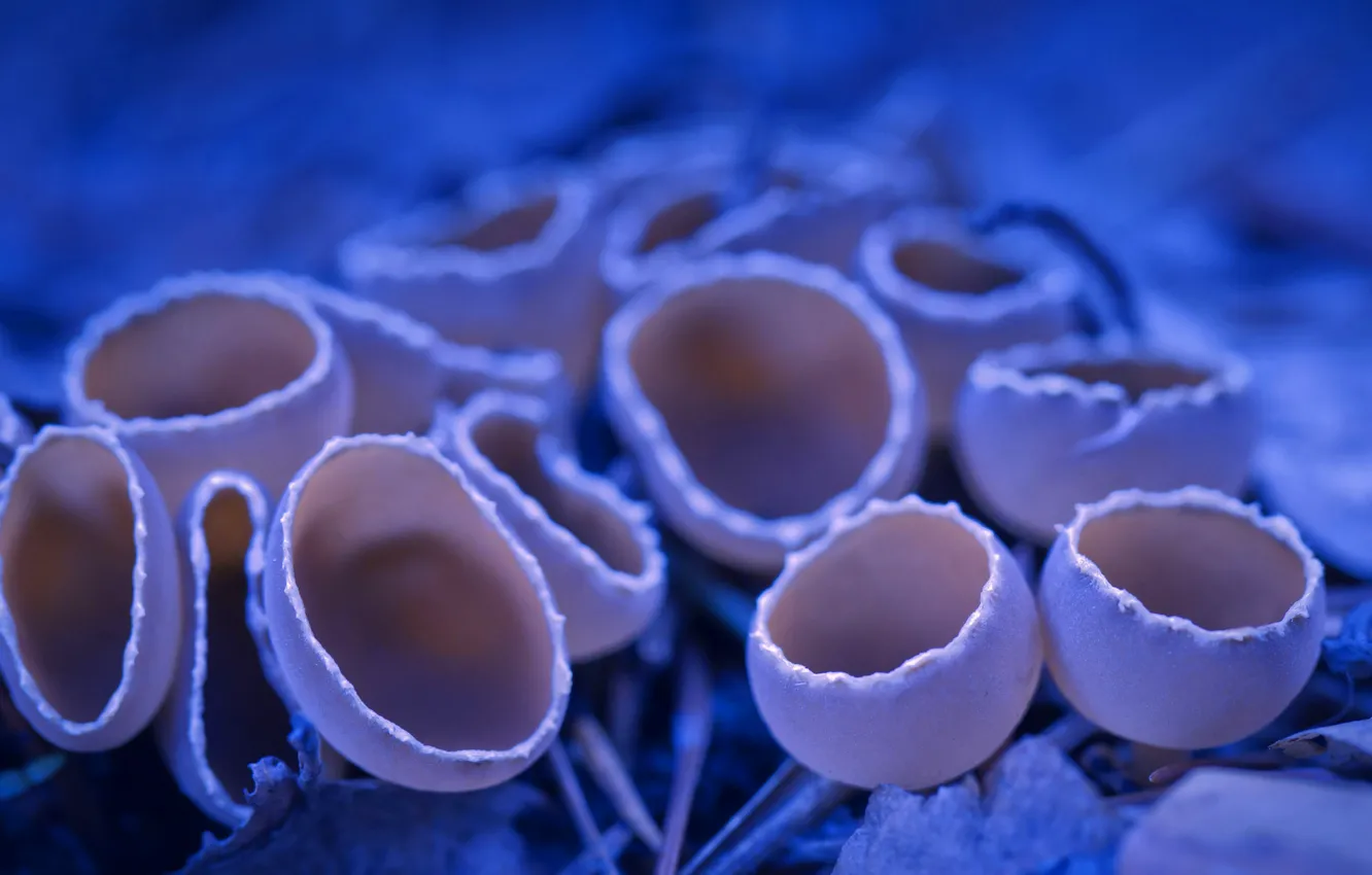 Photo wallpaper Mushrooms, blue background, toadstool