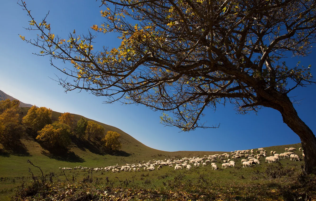 Photo wallpaper tree, hills, sheep, flock