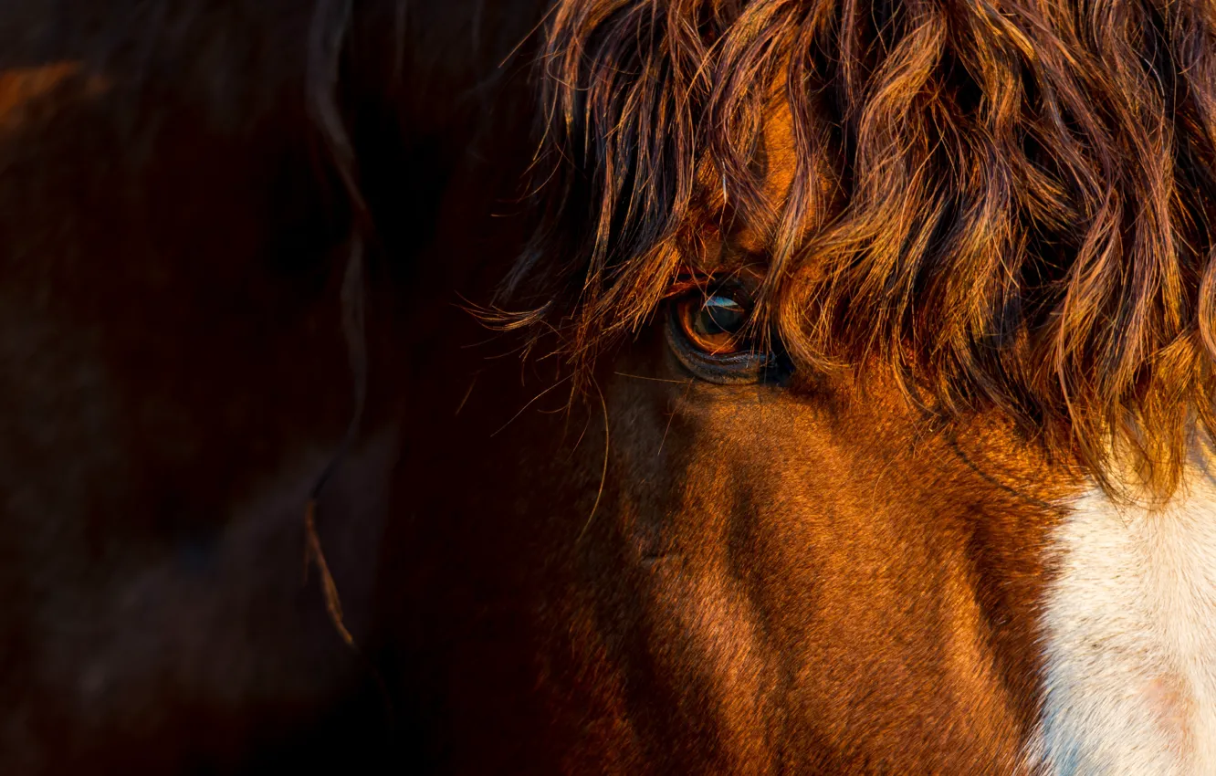 Wallpaper eyes, look, face, close-up, horse, horse, portrait, chestnut ...