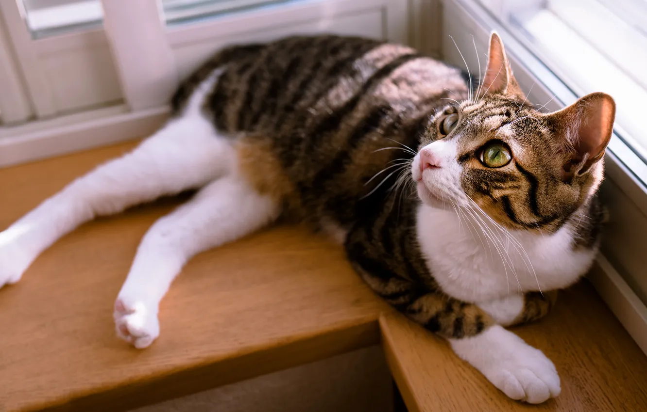 Photo wallpaper cat, cat, look, light, stay, window, lies, sill