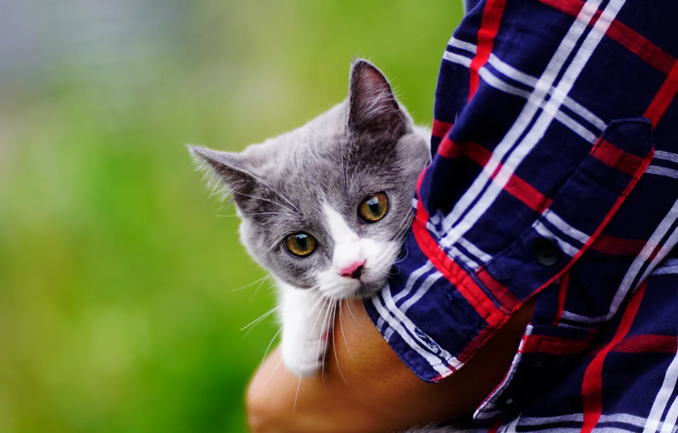 Photo wallpaper grey, kitty, striped, the owner, smoky