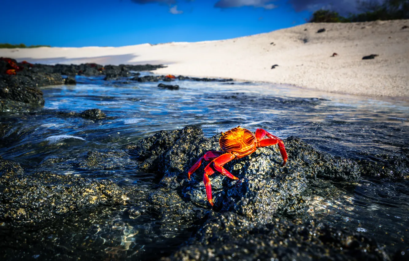 Photo wallpaper sea, red, stones, shore, crab