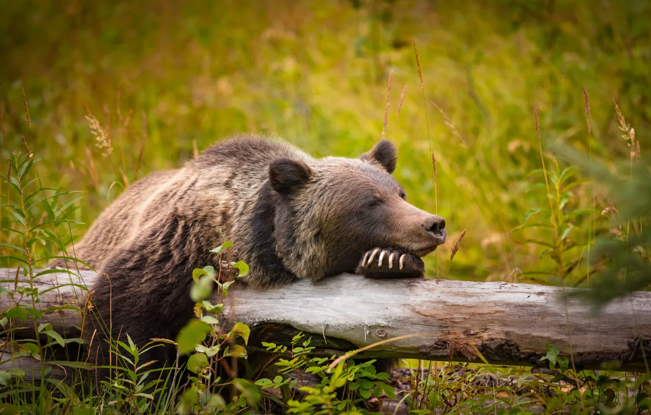 Photo wallpaper grass, nature, pose, bear, meadow, lies, log