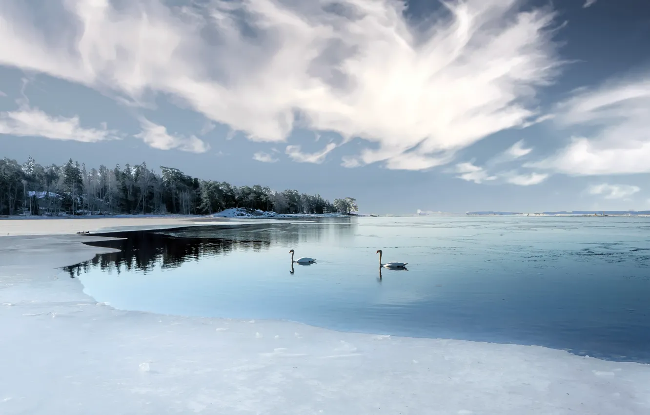 Photo wallpaper lake, shore, swans