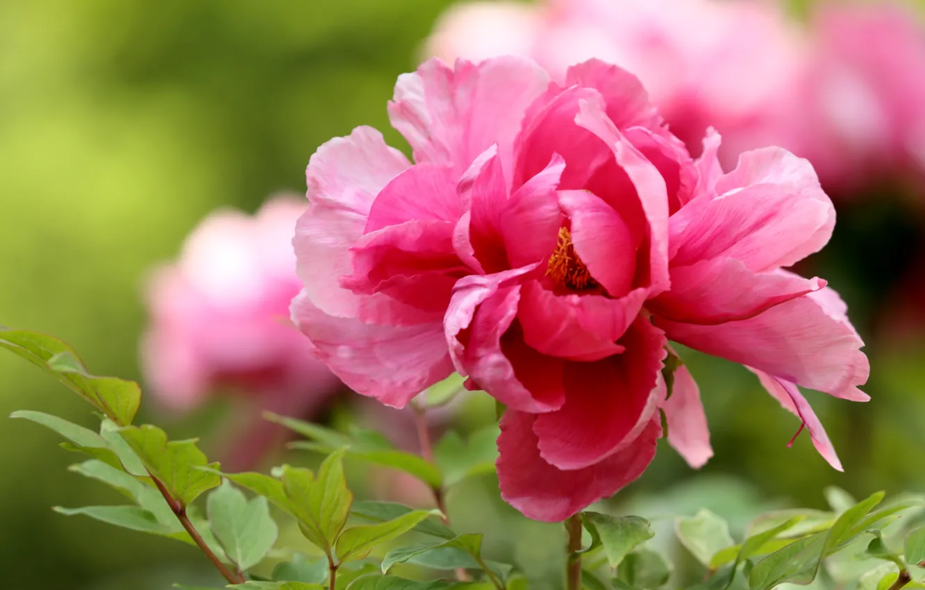 Photo wallpaper macro, pink, peonies
