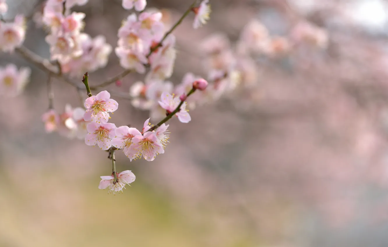 Photo wallpaper trees, flowers, branches, nature, cherry, focus, spring, flowering