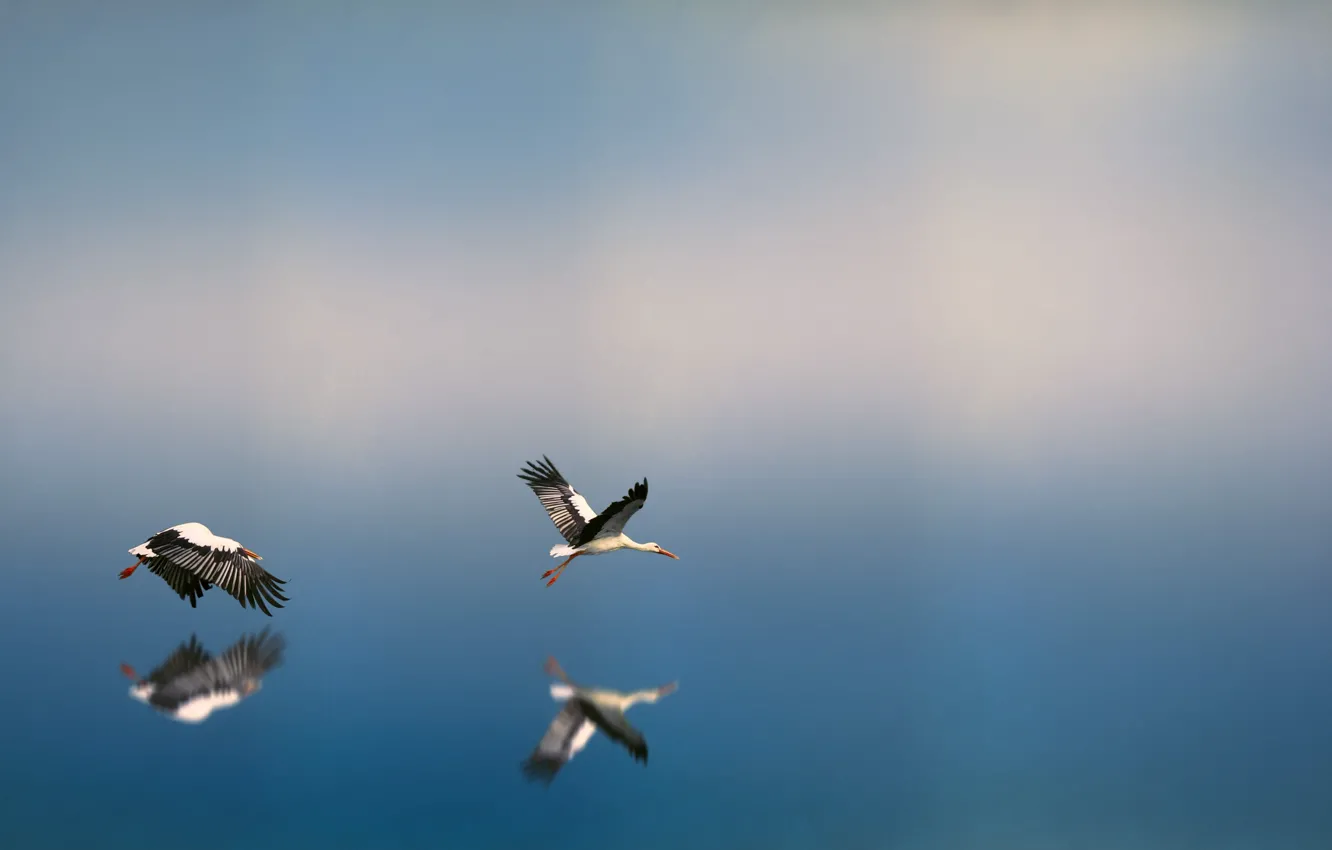 Photo wallpaper water, wings, water, fauna, nature, reflection, fauna, flight