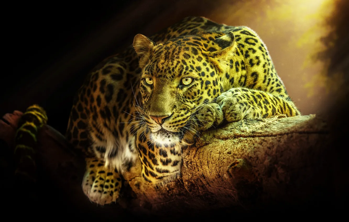 Photo wallpaper trees, nature, animal, predator, leopard