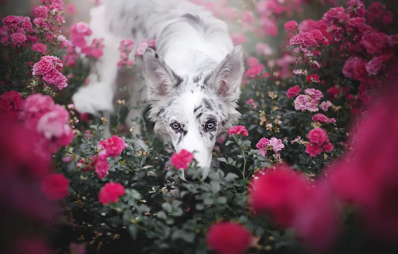 Photo wallpaper look, each, dog