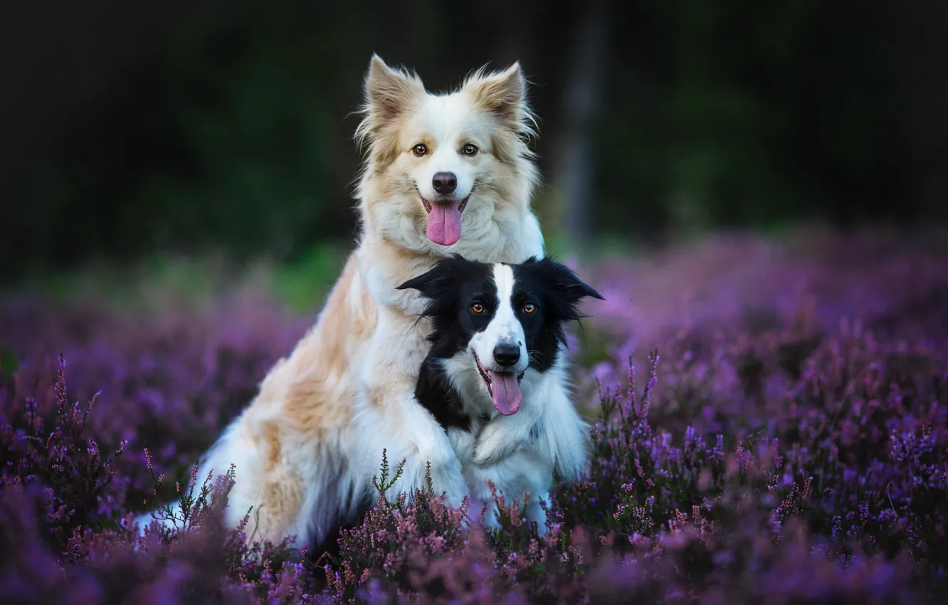 Photo wallpaper forest, language, dogs, flowers, nature, pose, background, glade