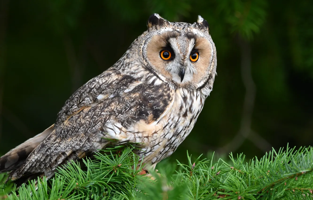 Photo wallpaper look, branches, the dark background, owl, bird, needles, owl, handsome