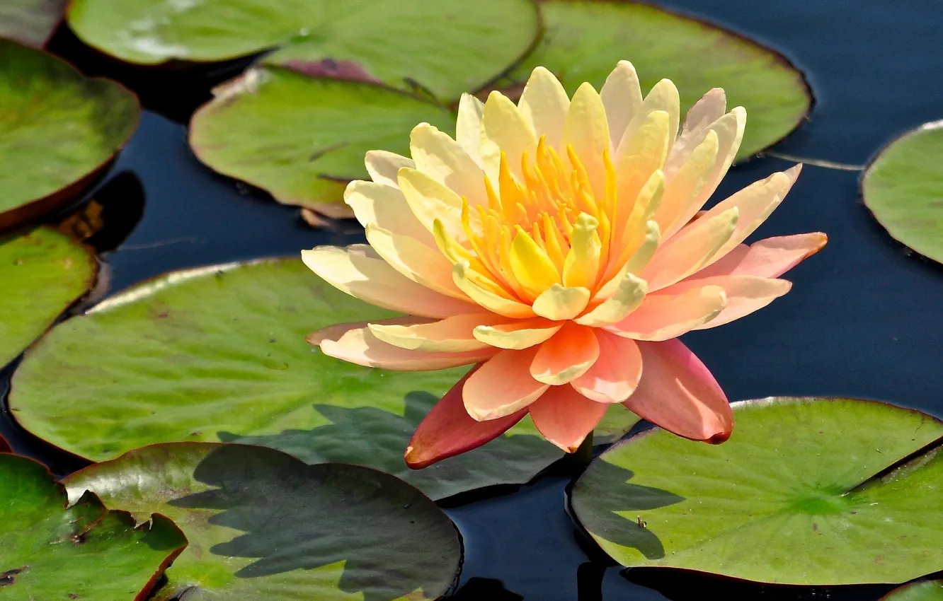 Photo wallpaper leaves, Lily, Nymphaeum, water Lily