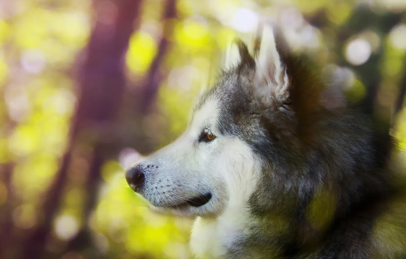 Photo wallpaper look, dog, Alaskan malamute
