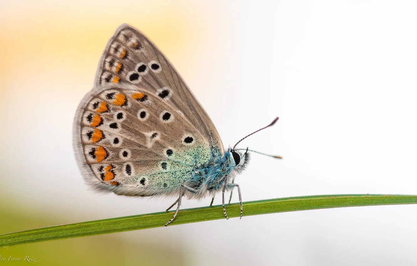 Photo wallpaper macro, flowers, nature, butterfly, insect