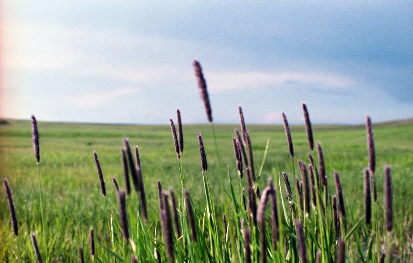 Photo wallpaper field, the sky, grass, clouds, stem, the bushes