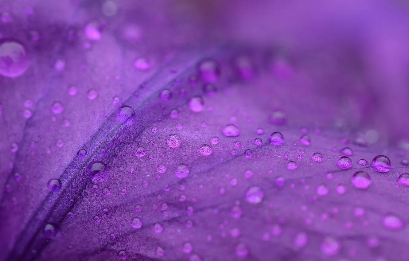 Photo wallpaper water, macro, Rosa, petals