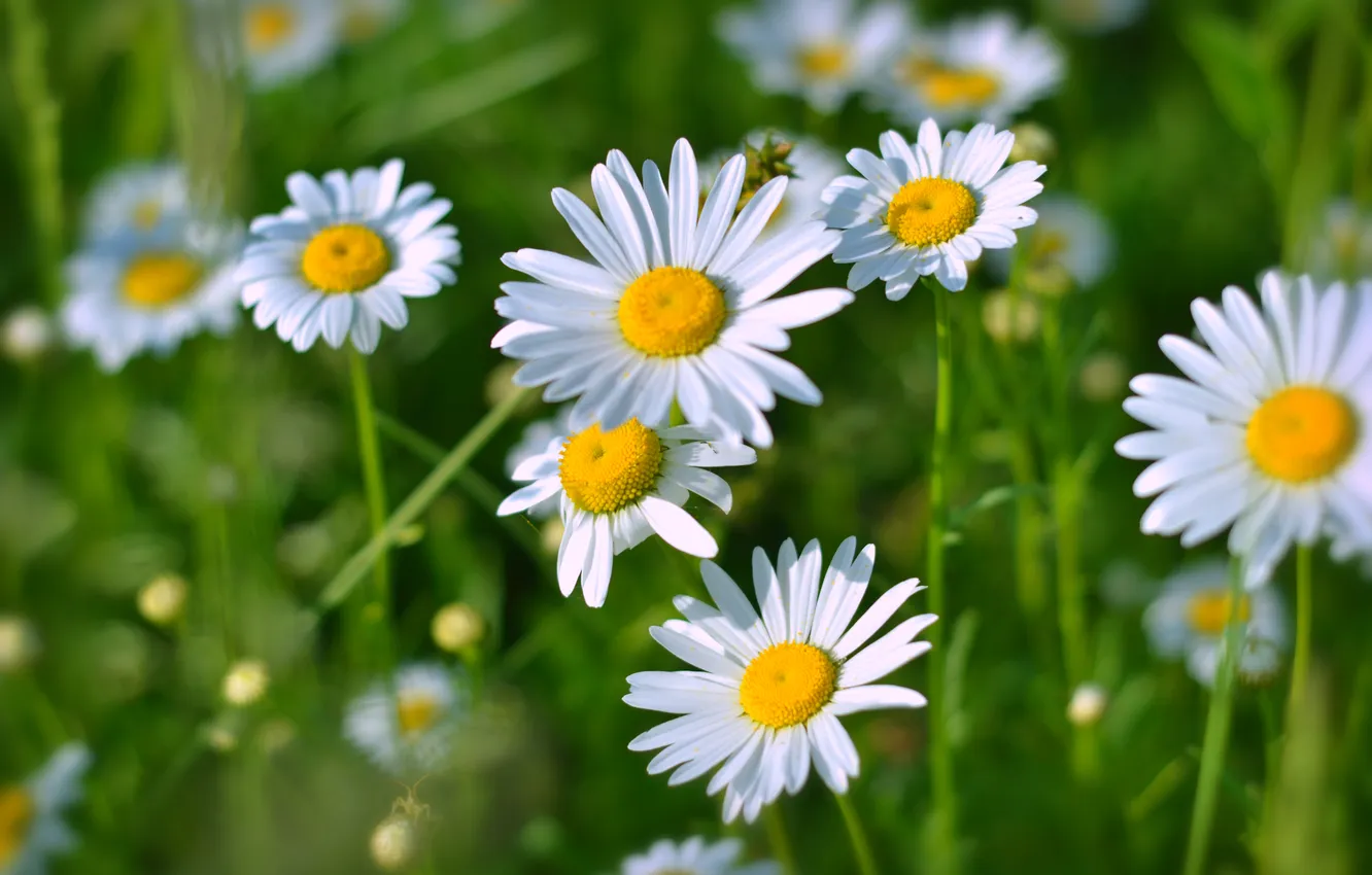 Photo wallpaper field, grass, chamomile, spring, bright