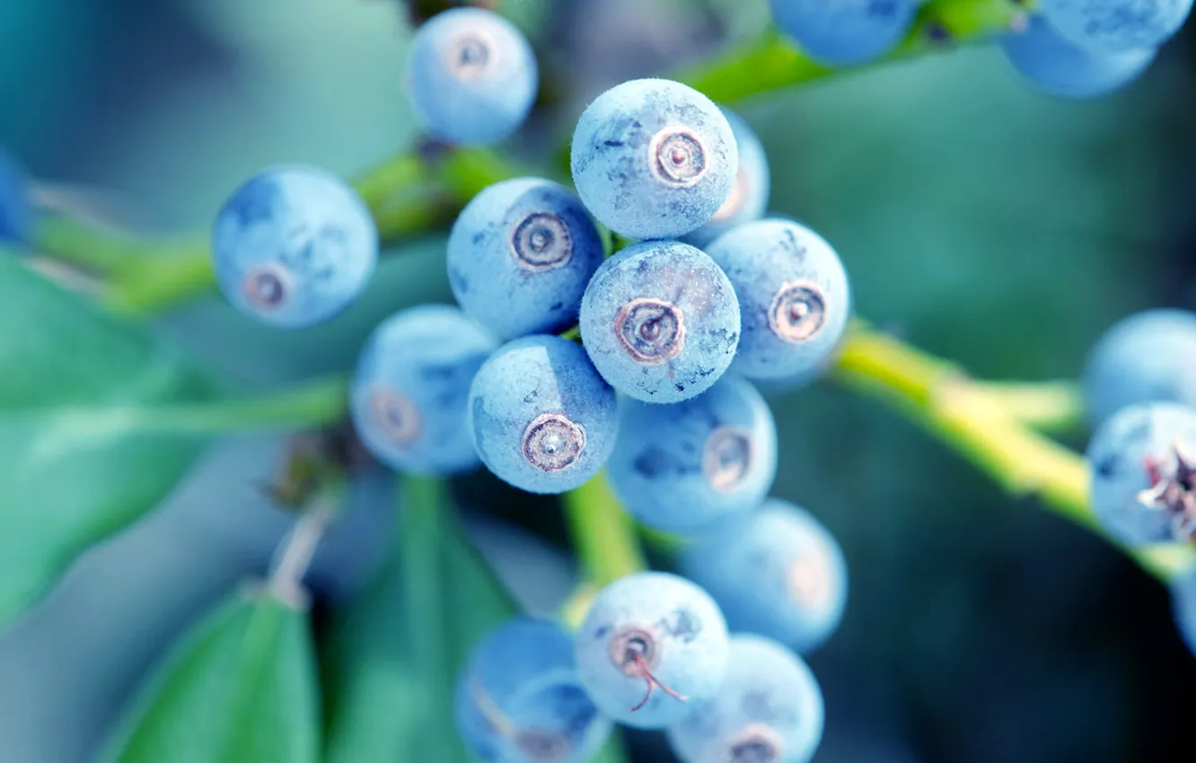 Photo wallpaper leaves, macro, branches, berries, the bushes, blueberries