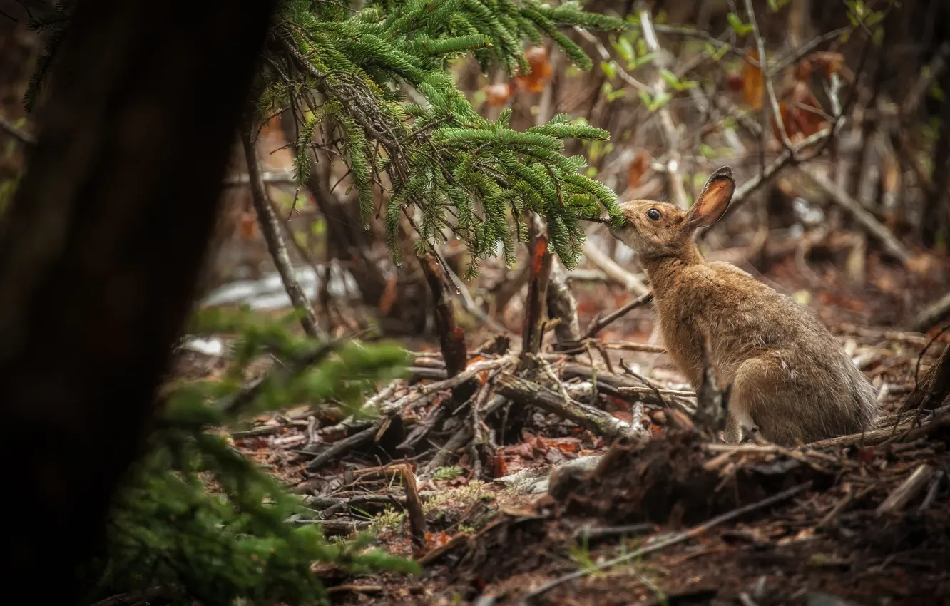 Photo wallpaper forest, hare, lunch