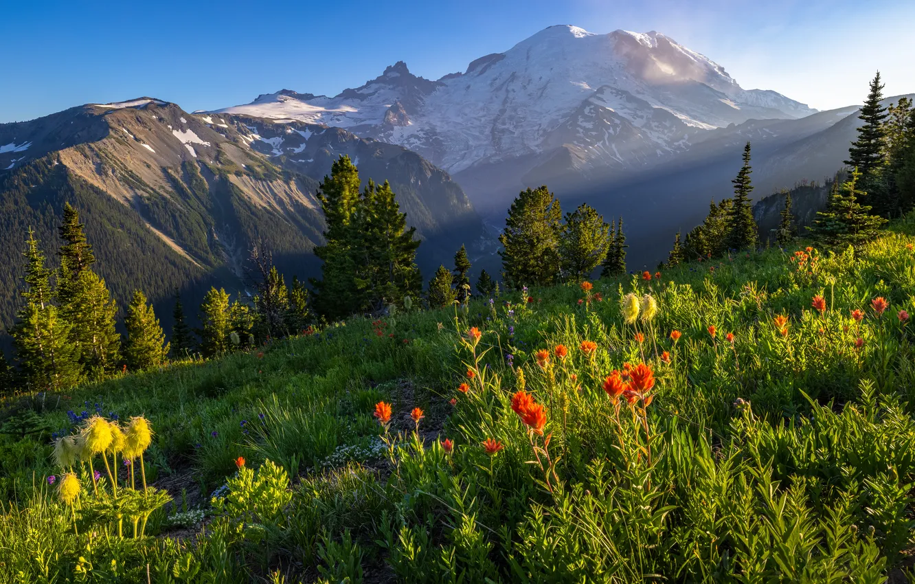 Photo wallpaper forest, flowers, mountains, slope, meadow