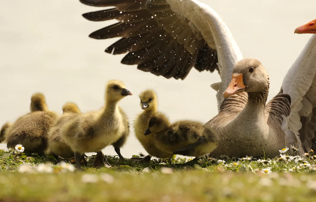 Photo wallpaper flowers, mom, care, nature, custody, geese, baby