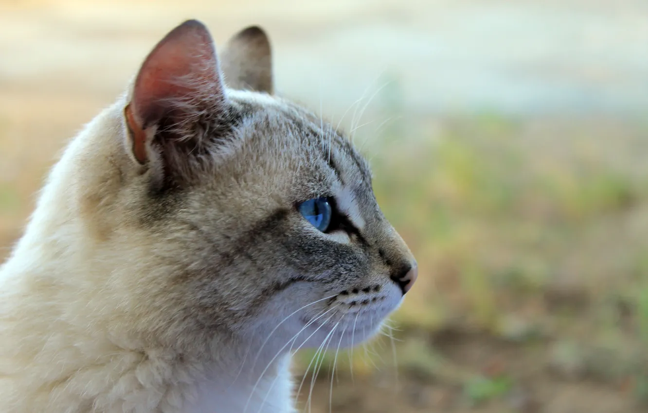 Photo wallpaper cat, look, cat