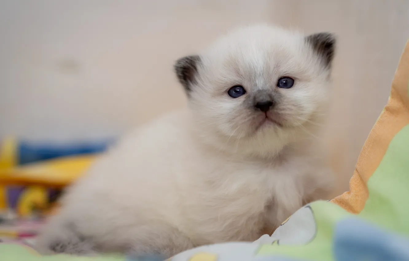 Photo wallpaper cat, white, look, background, sweetheart, baby, fabric, kitty