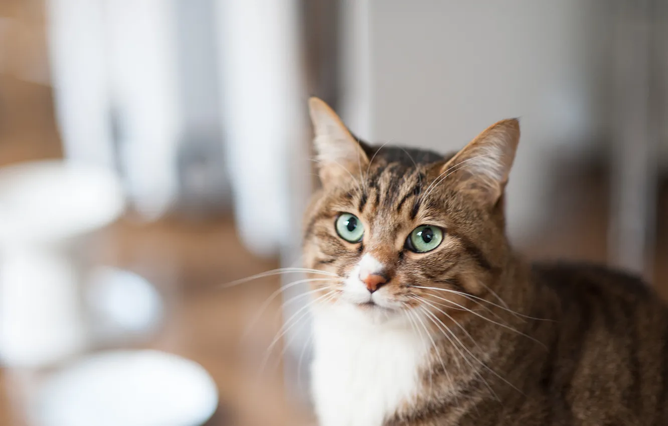 Photo wallpaper cat, cat, look, pose, face