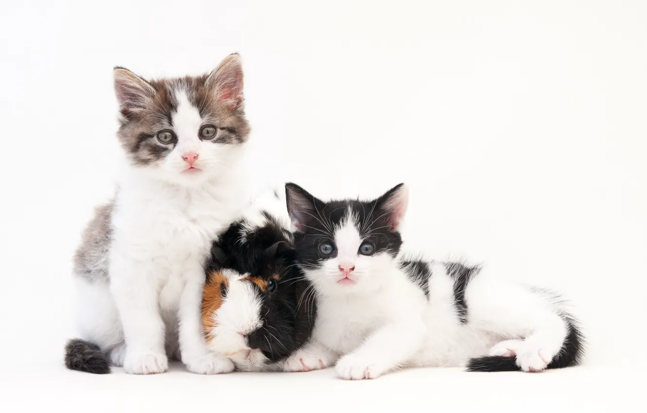 Photo wallpaper white background, Guinea pig, kitty