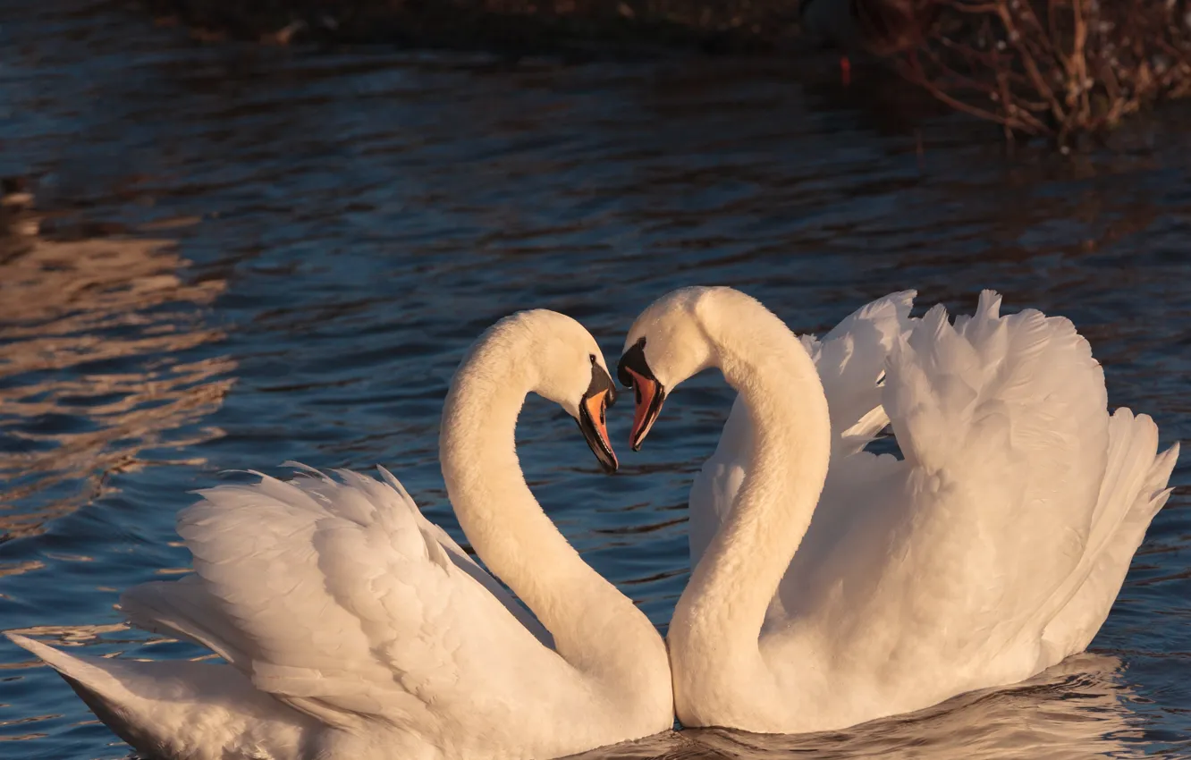 Photo wallpaper white, water, light, nature, pose, bird, heart, two