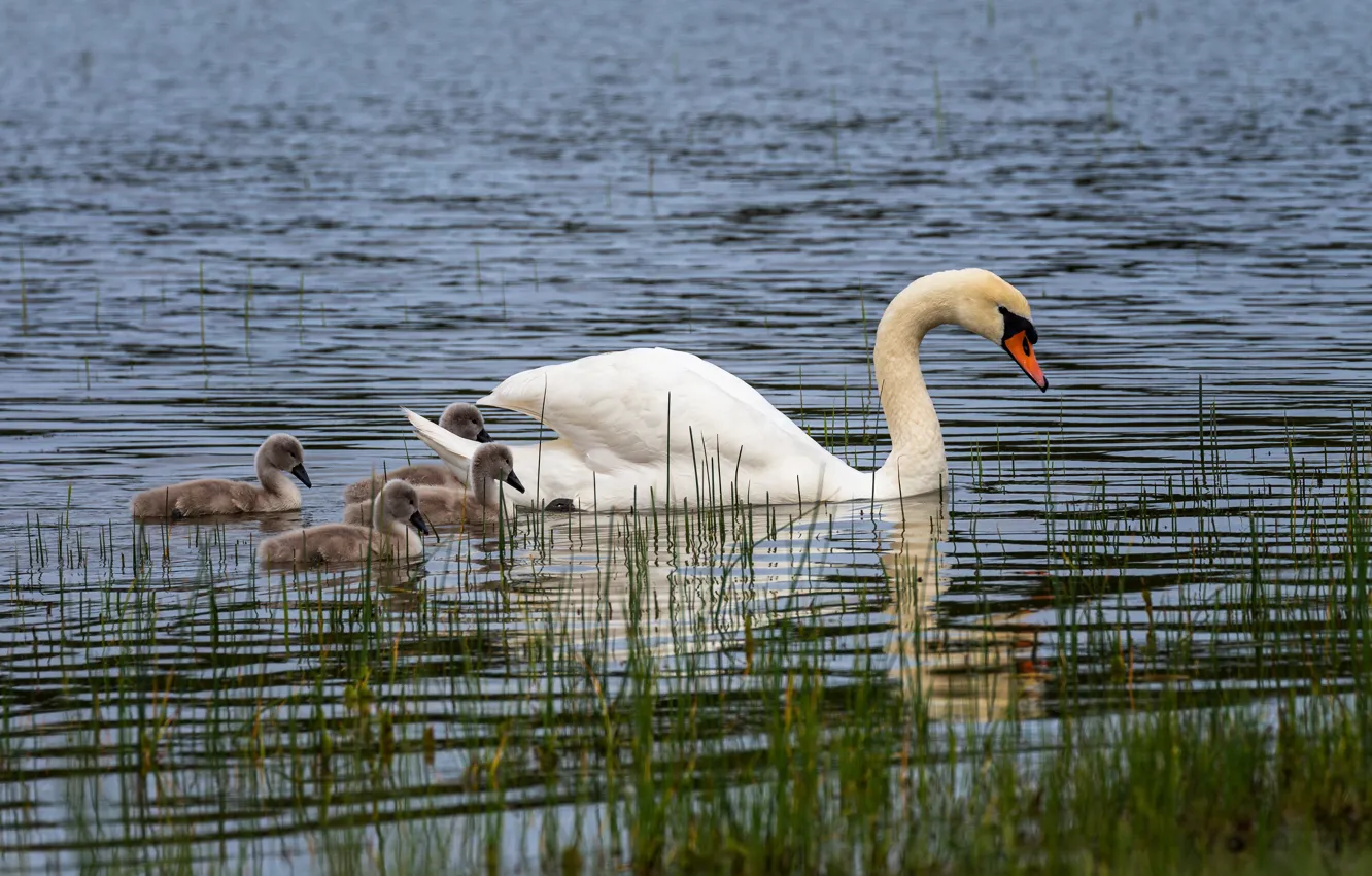 Photo wallpaper bird, swans, Chicks, pond, brood, the Lebeda