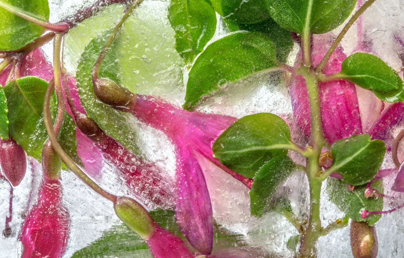 Photo wallpaper ice, water, macro, fuchsia