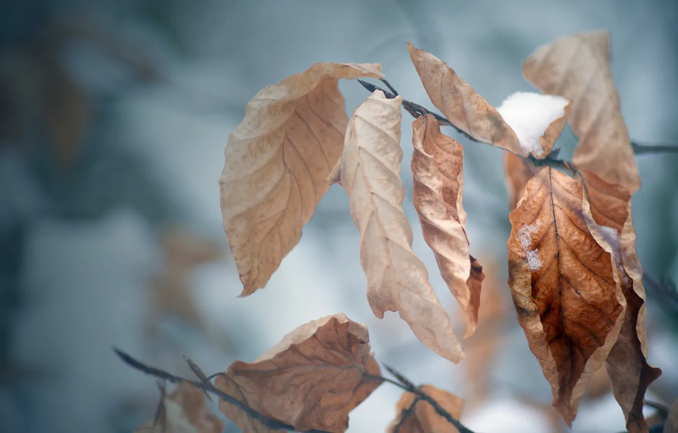 Photo wallpaper cold, winter, autumn, leaves, snow, tree, mood, branch