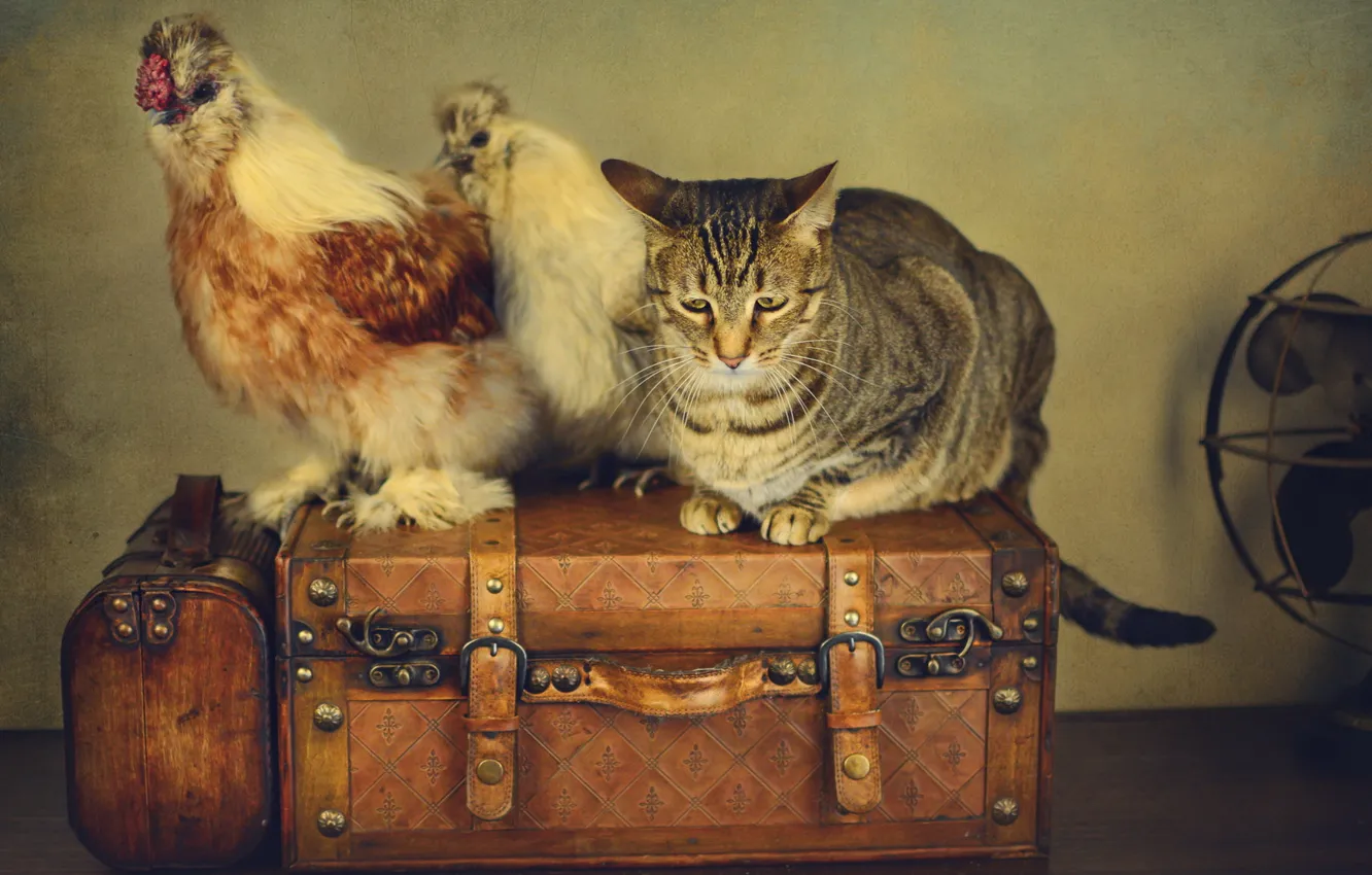 Photo wallpaper cat, cat, style, retro, treatment, fan, suitcases, chickens