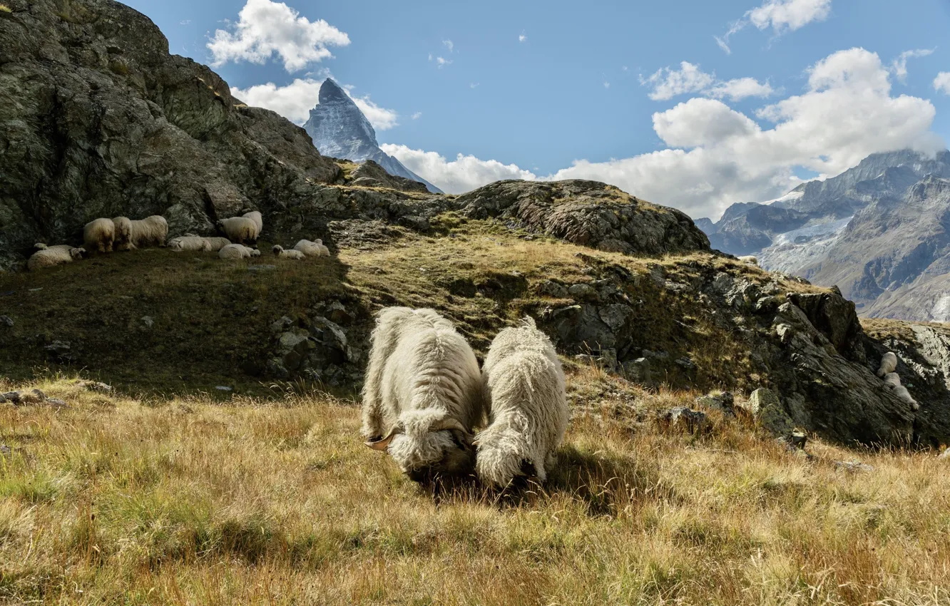 Photo wallpaper mountains, pose, rocks, sheep, pasture, pair, RAM, sheep