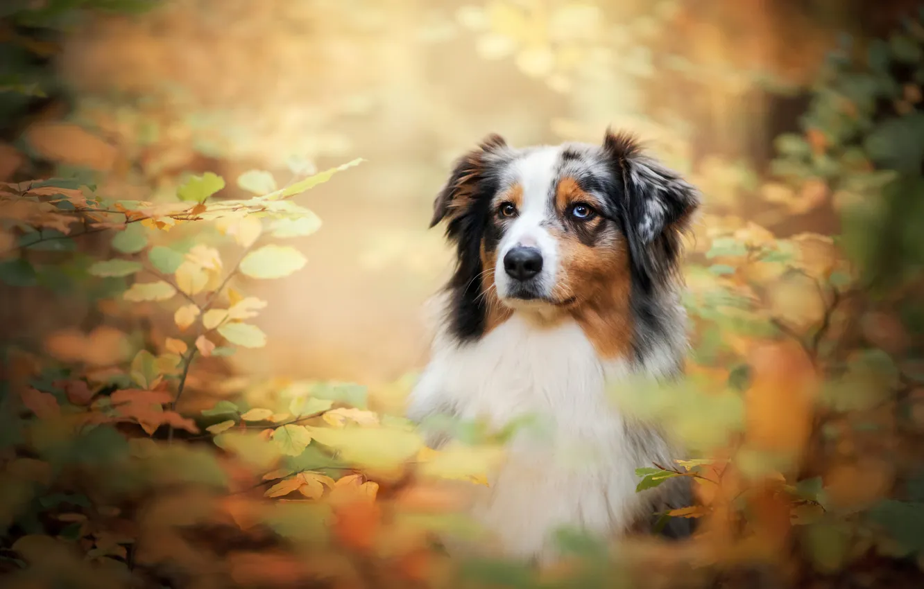 Photo wallpaper autumn, look, branches, nature, pose, foliage, portrait, dog