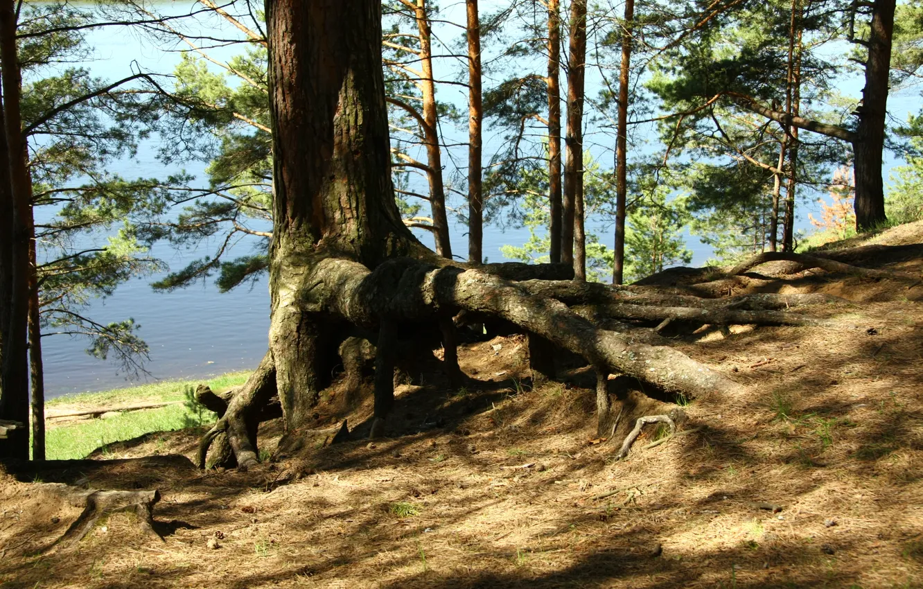 Photo wallpaper forest, trees, nature, roots, river, shore, morning, walk