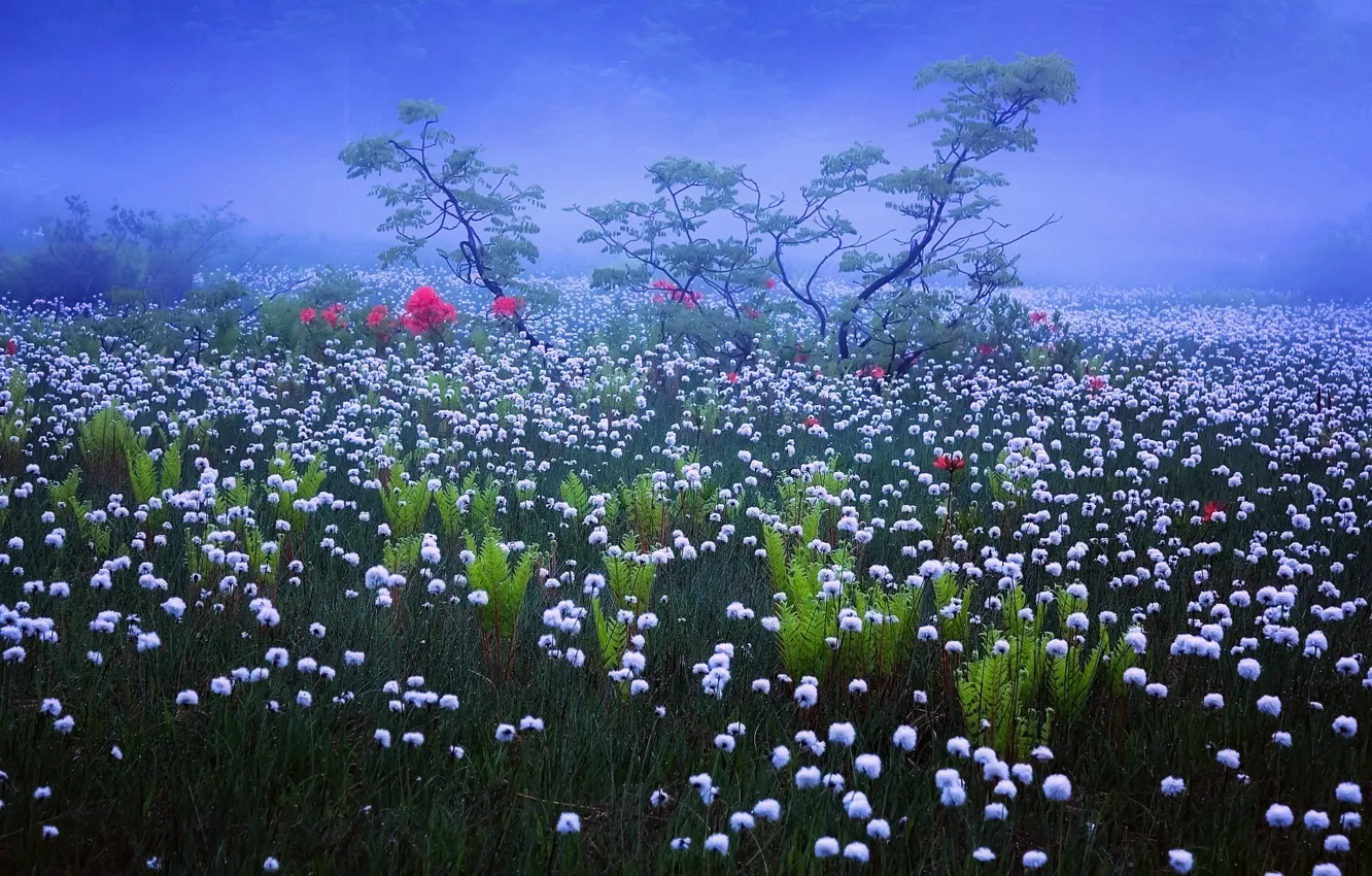 Photo wallpaper grass, flowers, nature, fog, Rosa, morning, Japan, haze