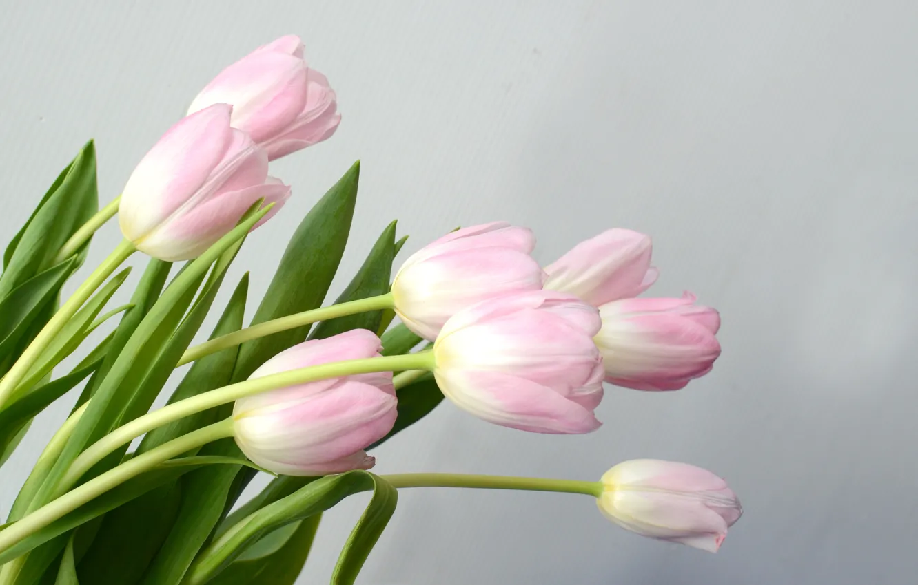 Photo wallpaper flowers, bouquet, tulips, pink, pink, flowers, tulips, spring