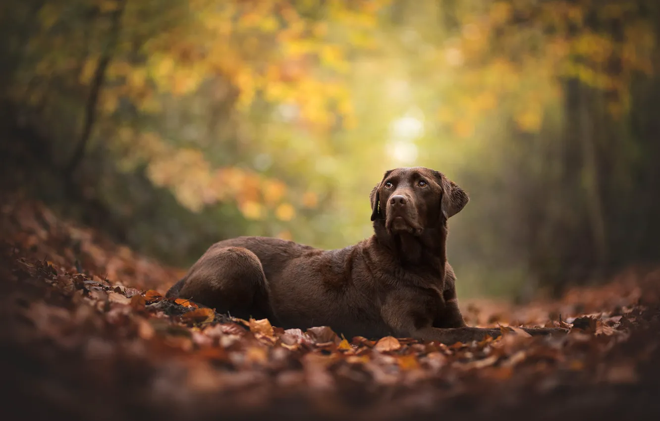 Photo wallpaper autumn, look, pose, foliage, dog, brown