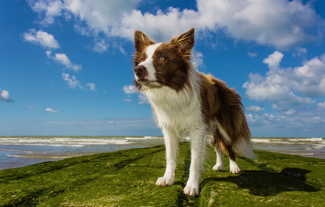 Photo wallpaper sea, wave, beach, wet, dog, horizon